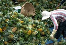 Sindicato Rural de Itaberaba abre inscrições para curso gratuito de Segurança no Campo Sindicato Rural de Itaberaba abre inscrições para curso gratuito de Segurança no Campo